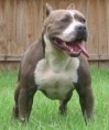 /album/fotogaleria/pitbull-jpg/